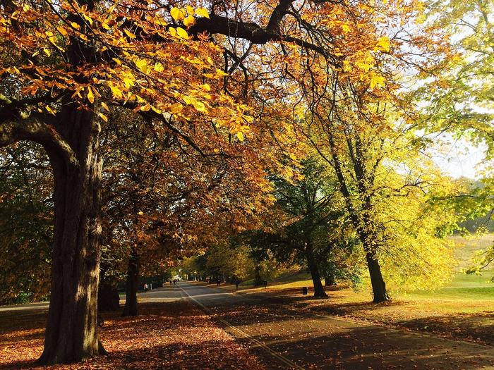 A London park in autumn colours